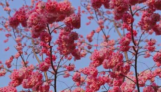 春天盛开的樱花景观高清在线视频素材下载