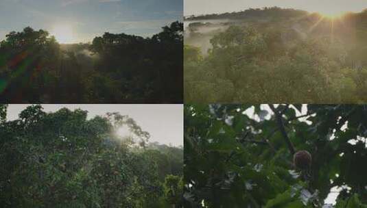 热带雨林原始森林自然风光阳光穿过森林高清在线视频素材下载