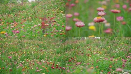 蜡菊七彩菊麦杆菊4k高清在线视频素材下载