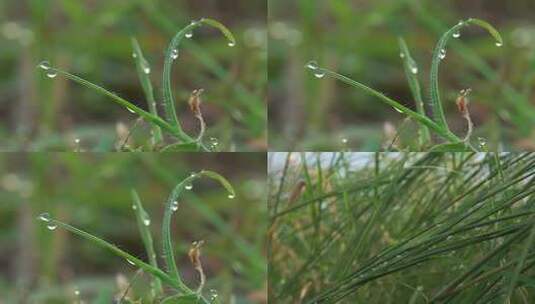 雨滴下雨草地水滴唯美自然高清在线视频素材下载