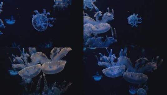 水母 海底世界 海洋馆 水族馆高清在线视频素材下载