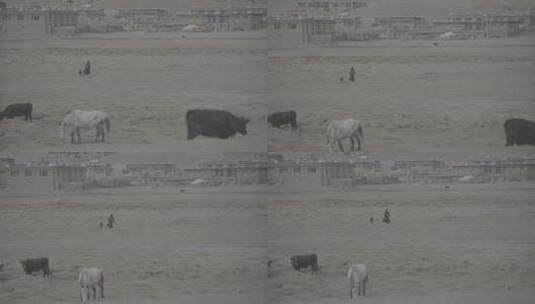 藏区牧场上牧民带着孩子向村庄走去高清在线视频素材下载