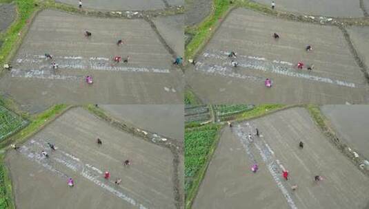 农民撒播水稻种子春天立春雨水芒种小满稻谷高清在线视频素材下载