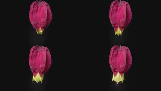 红萼苘麻开花延时摄影高清在线视频素材下载