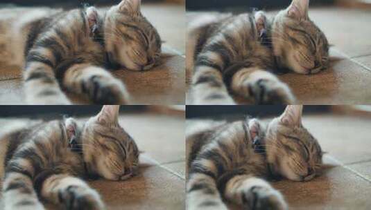 可爱的虎斑猫睡觉中高清在线视频素材下载