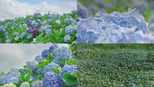 绣球花花海植物风景4k高清在线视频素材下载
