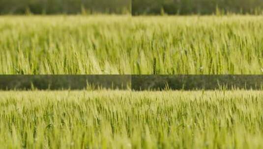 农村小麦长焦特写慢镜头升格高清在线视频素材下载