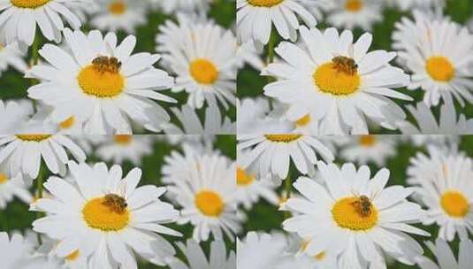 春天盛开的白色雏菊花海自然风光慢镜头素材高清在线视频素材下载