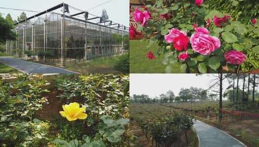 1395 温室大棚 玫瑰园 玫瑰种植高清在线视频素材下载