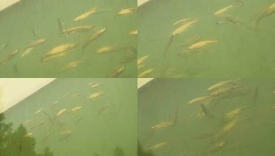 l1杭州湖中鱼群高清在线视频素材下载