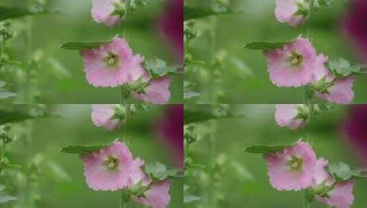 蜀葵 粉红色 露珠高清在线视频素材下载