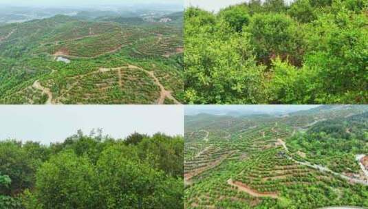 茶油树种植基地高清在线视频素材下载