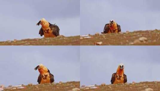 4K高清实拍高原动物秃鹫鸟高清在线视频素材下载