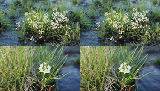 野生药用植物：水田碎米荠高清在线视频素材下载