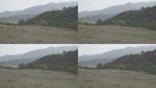 白天，在山坡上吃草的一群绵羊身上拍摄的高角度照片。高清在线视频素材下载