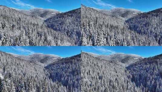 航拍蓝天下的冬季森林雪松雪景大兴安岭高清在线视频素材下载