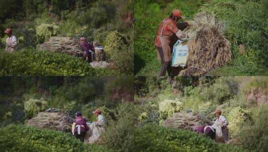 乡村振兴云南彝族水稻种植丰收拖拉机高清在线视频素材下载