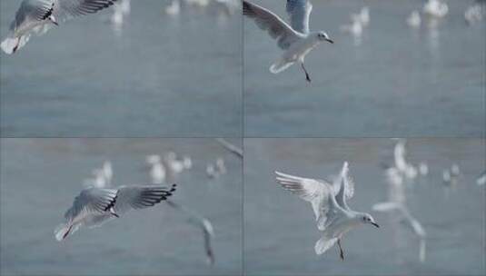 海鸥飞翔超慢镜头水面上的海鸟飞翔红嘴鸥高清在线视频素材下载