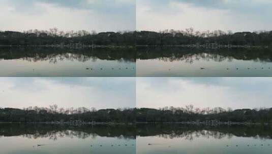 湖边树上的鸟巢高清在线视频素材下载