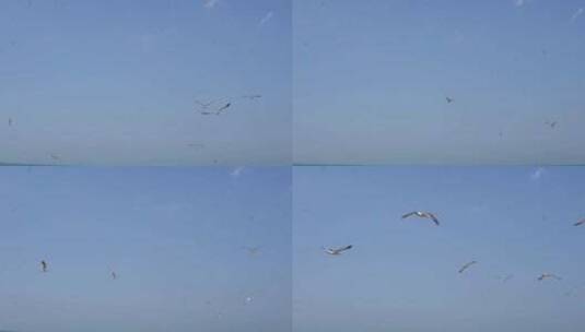 海鸥海鸟自由飞翔高清在线视频素材下载