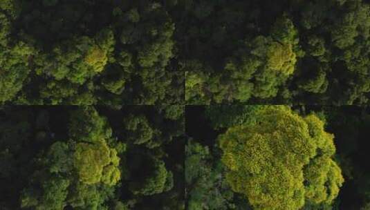 雨林树冠开满黄色的花高清在线视频素材下载