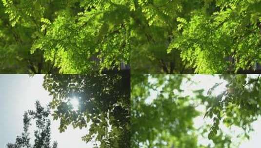 绿色大全树叶阳光夏天唯美高清在线视频素材下载