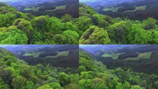 航拍大山深处林场森林植被自然风光高清在线视频素材下载