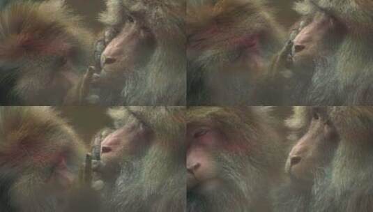 特写两只猴子抓虱子整理毛发高清在线视频素材下载