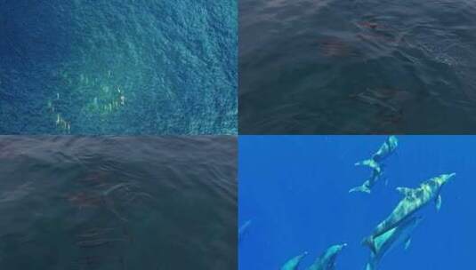 蓝鲸幼鲸海底世界海洋生物三亚潜水深海高清在线视频素材下载