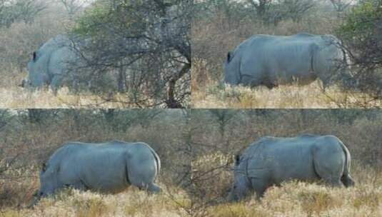 巨大白犀牛走进灌木丛高清在线视频素材下载