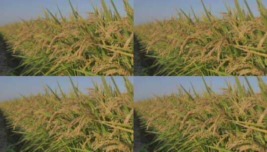 秋季的水稻已经成熟，黑龙江的水稻五常水稻高清在线视频素材下载