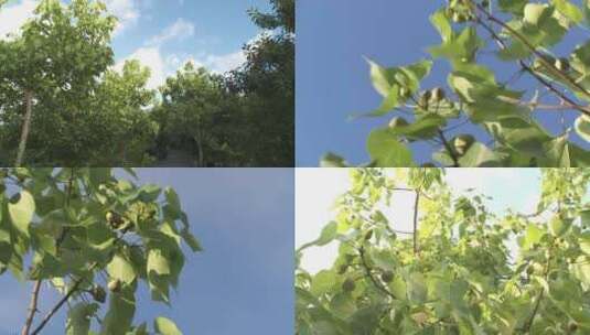 J广东珠海淇澳红树林湿地生态园油桐实拍高清在线视频素材下载