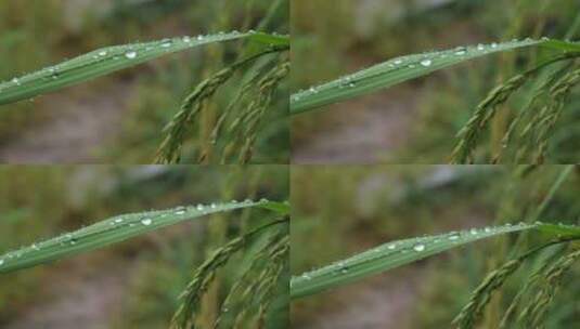 成熟的稻穗水稻特写雨露水珠田野高清在线视频素材下载