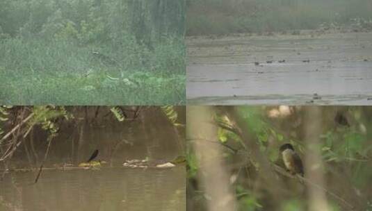 湿地鸟类高清在线视频素材下载