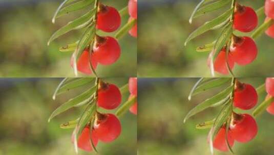 秋天的红豆杉高清在线视频素材下载