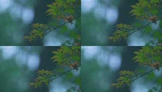 森林下雨枫叶雨滴高清在线视频素材下载