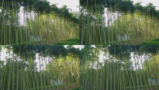 绿色生态竹林高清在线视频素材下载