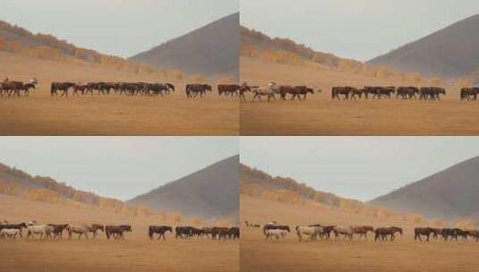 内蒙古乌兰布统景区坝上草原的马群高清在线视频素材下载