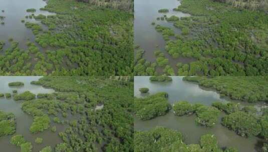 红树林国家湿地公园红树林白鹭飞翔高清在线视频素材下载