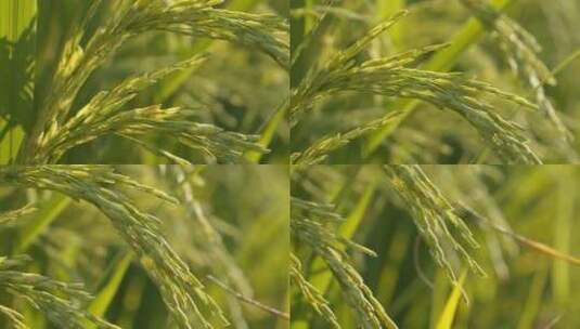 夏末水稻穗大米粮食庄稼唯美升格高清在线视频素材下载