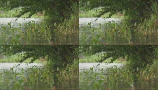 农村下雨池塘水滴沼泽湿地高清在线视频素材下载