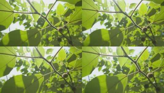 春天山间森林红果桑树叶子高清在线视频素材下载