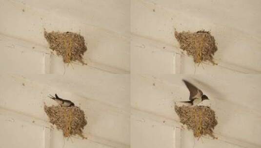 雌性家燕子哺育幼鸟雏鸟特写高清在线视频素材下载
