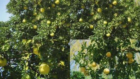 柚子树苹果柚高清在线视频素材下载