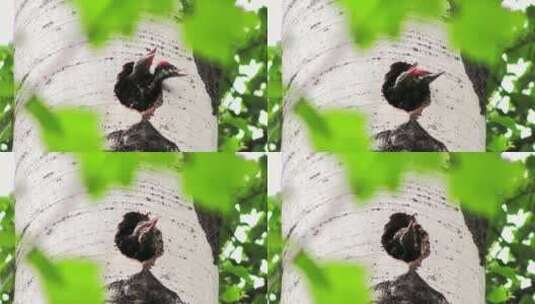 树洞里的啄木鸟高清在线视频素材下载