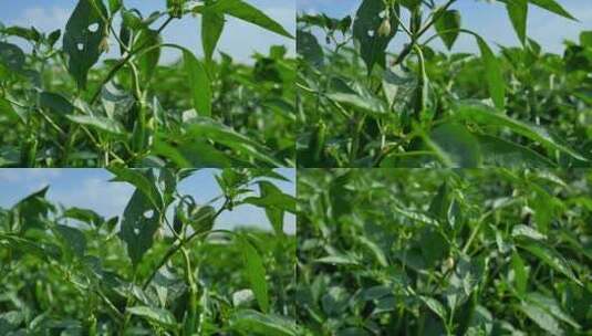 辣椒农业种植4k实拍高清在线视频素材下载
