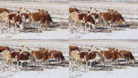 冬天雪地里的吃草的牛群高清在线视频素材下载