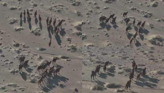 戈壁骆驼群2高清在线视频素材下载