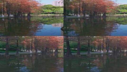 佛山千灯湖南海活水公园落羽杉红叶高清在线视频素材下载
