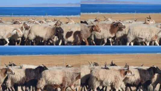 青海湖羊群高清在线视频素材下载